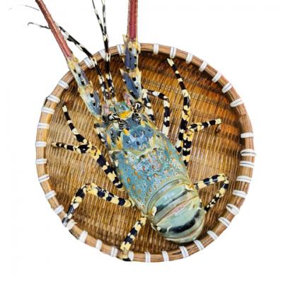 Tôm hùm tre đông lạnh Size 300-500 gr/con