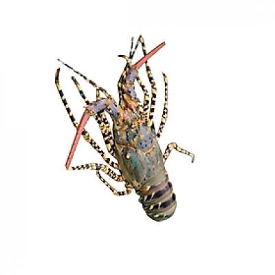 Tôm hùm xanh sống chất lượng 0,7-1 kg/con