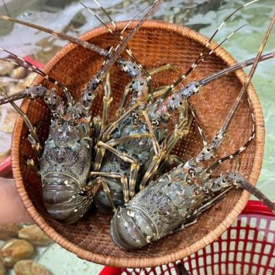 Tôm hùm xanh tươi sống 500-700 gr/con