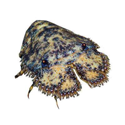 Tôm mũ ni đen (tôm vỗ) đông lạnh 4-6 con/kg