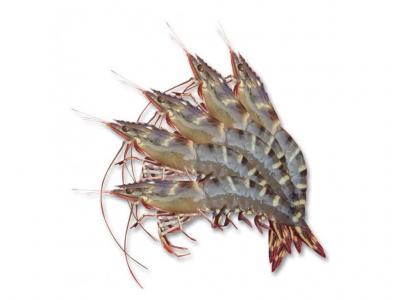 Tôm sú sống, nuôi an toàn giá tốt 50-60 con/kg