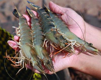 Tôm sú sống, nuôi sinh thái loại 1 size 25-30 con/kg