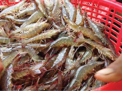 Tôm thẻ nguyên con tươi sống 40-50 con/kg