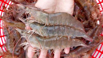 Tôm thẻ nguyên con tươi sống loại 1 size 25-30 con/kg