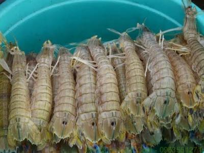 Tôm tít (bề bề) đông lạnh nguyên con 6-8 con/kg